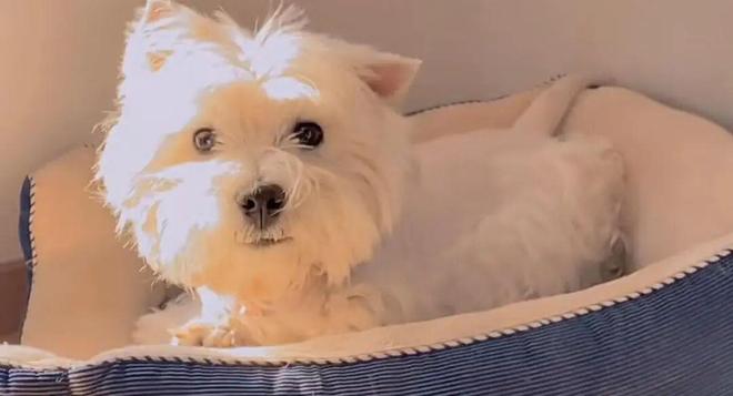 毒致9条犬只死亡获刑4年；当事人：对我而言都是输狗狗再也回不来了AG真人旗舰厅宠物狗被毒死女子辞职追凶3年案件宣判：65岁被告投(图1)